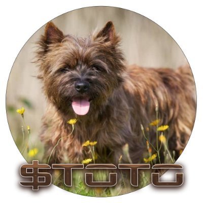 TOTO: Introducing the Hottest MEME Coin on Solana - Discover $TOTO, the Trending Dog in MEME is Game!