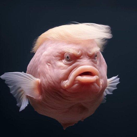 Trumpfish Coin: Unique MEME Coin Making Waves with Aquatic-Themed Humor