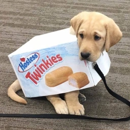 TWINKIE Coin: The Sweet MEME Coin Everyone Wants in Their Collection