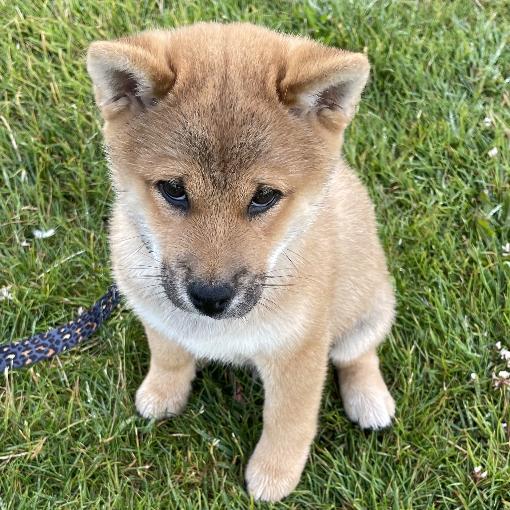 VINI Coin: Vini The Shiba Inu - The Cutest MEME Coin Sensation! Join Today!