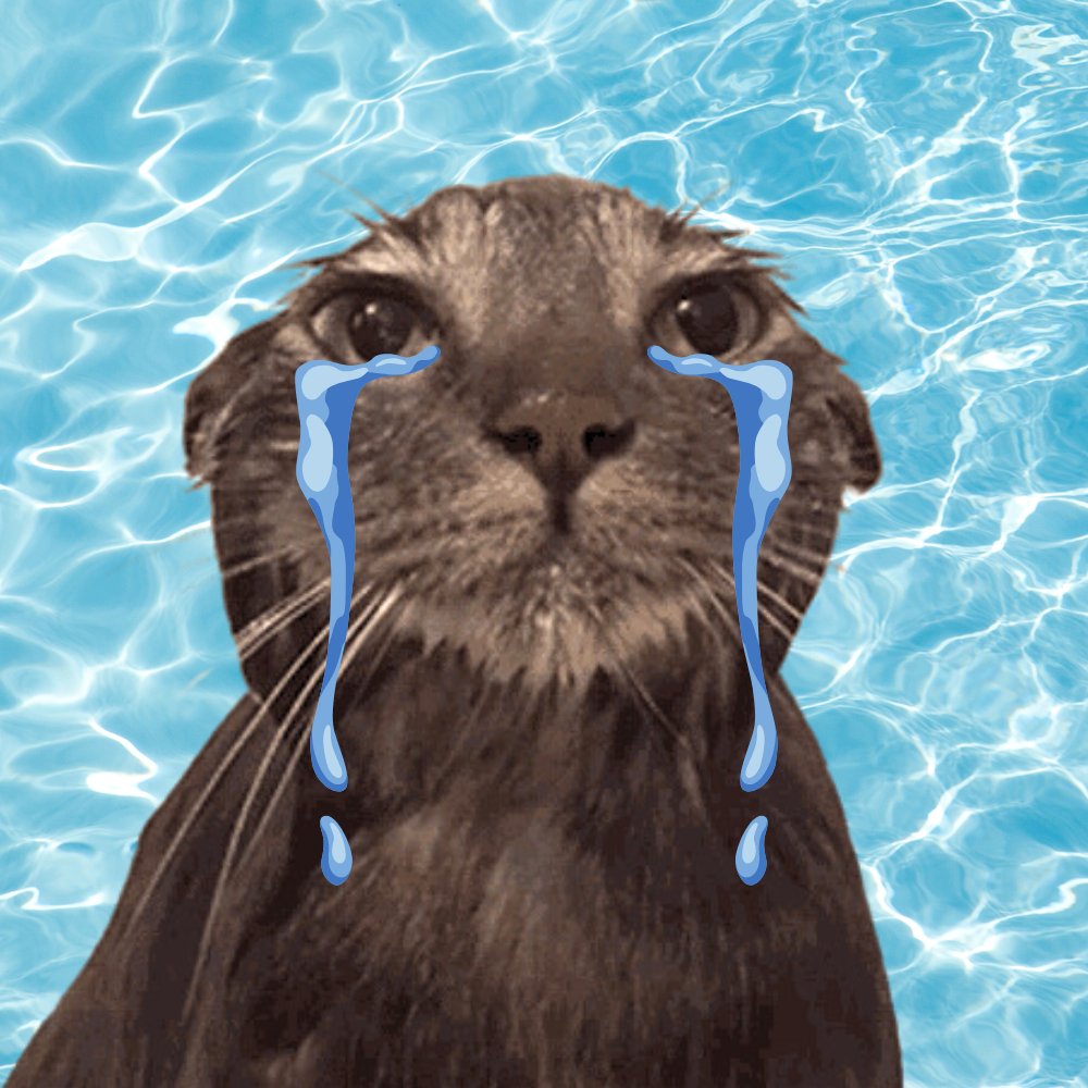 WC Coin: Help WATER CAT Turn His Luck Around! Join the MEME Coin Craze!