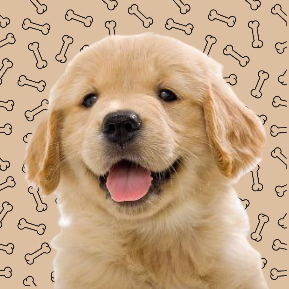 WIFFY Coin: The Cutest Doggo MEME Coin on Solana - Join the Fun Today!