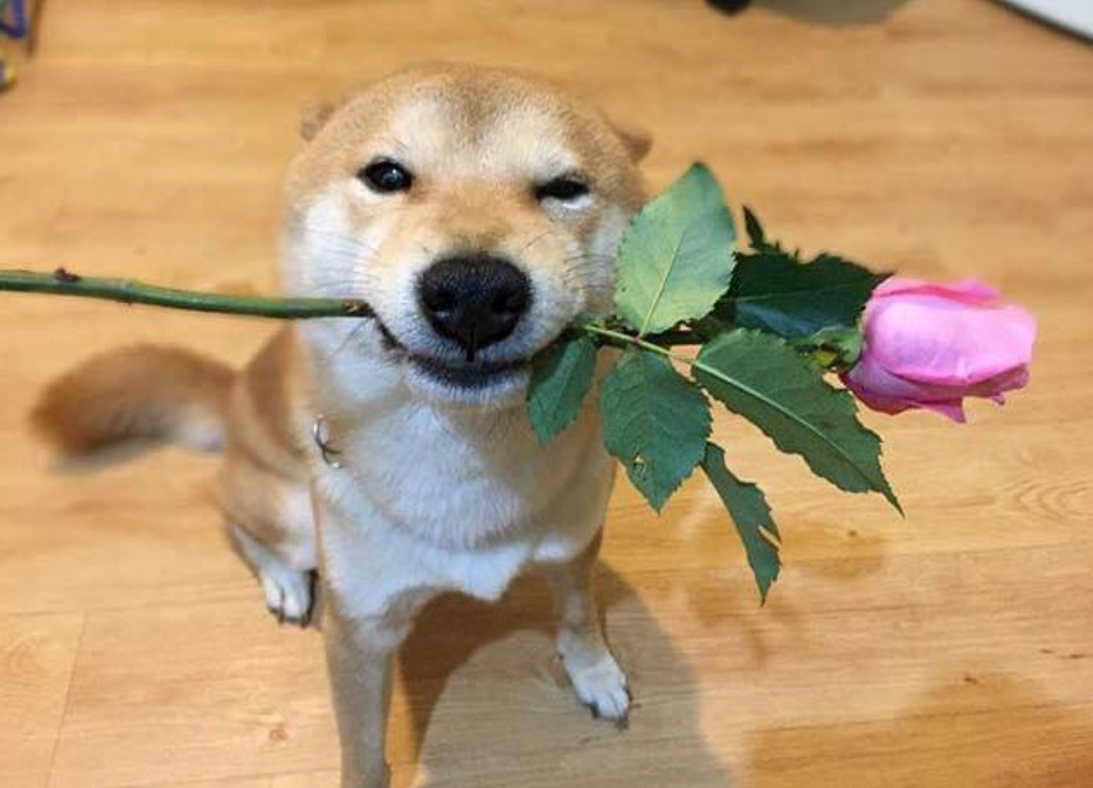 $WIFROSE MEME Coin: A dog wif a rose blooms in the MEME Coin garden