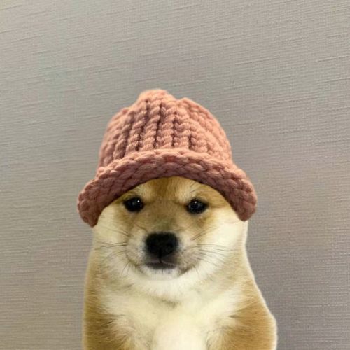 WITH Coin: The Hottest MEME Coin - Join the DogWithHat Trend Now!