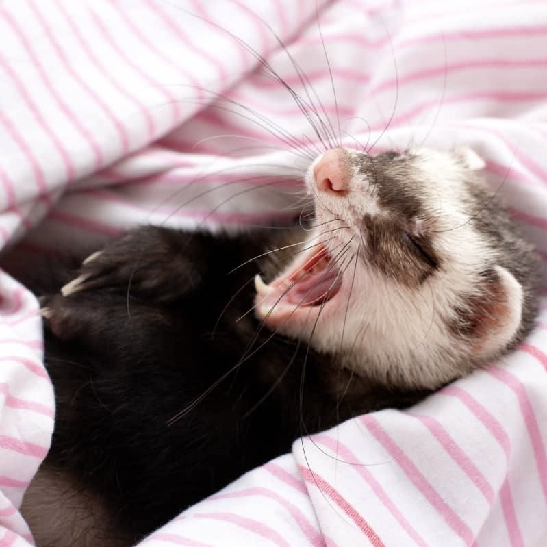 Yawn Coin: The MEME Coin featuring Yawning Ferret – Join the Fun!