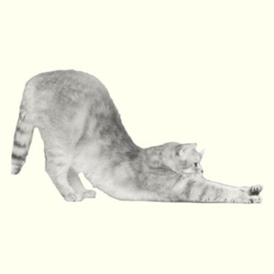 YOGA Coin: The Most Flexible MEME Coin - YOGA CAT Coin!