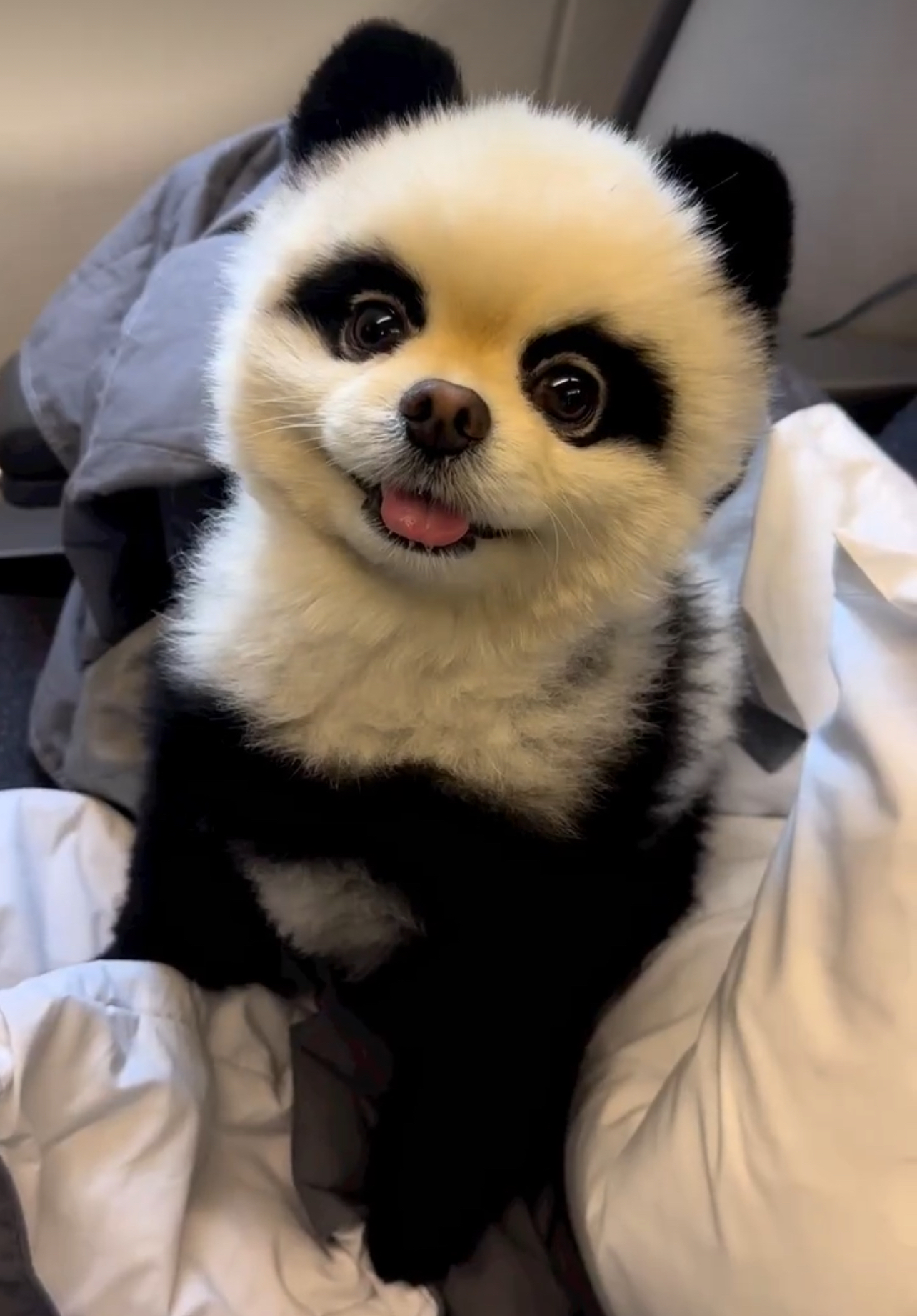 Yuki: The Ultimate MEME Coin - Inspired by the Popular Panda Dog Sensation!