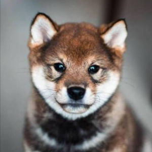 yuko Coin: Shiba Inu MEME Coin Trend - Join yuko Coin Game!