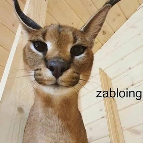 ZAB Coin: Zabloing MEME Coin - Dive into ZAB Coin Hype!