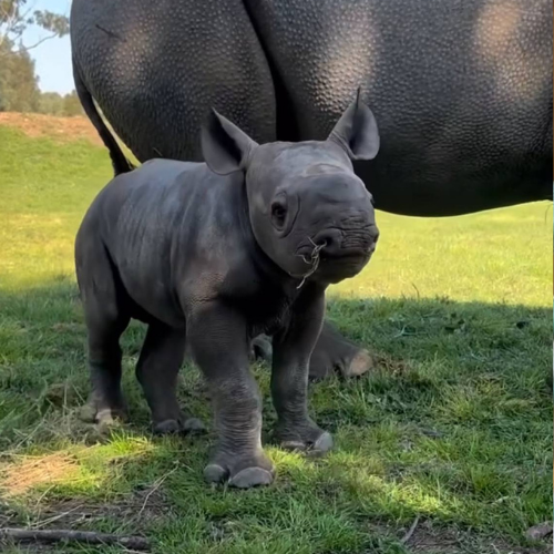 Zina: Adorable MEME Coin inspired by Zina the Baby Rhino #MEMECoins