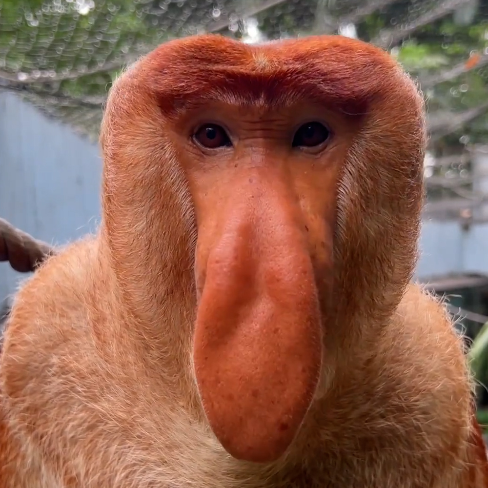 Zong: The Ultimate MEME Coin - Inspired by the Famous Proboscis Monkey!