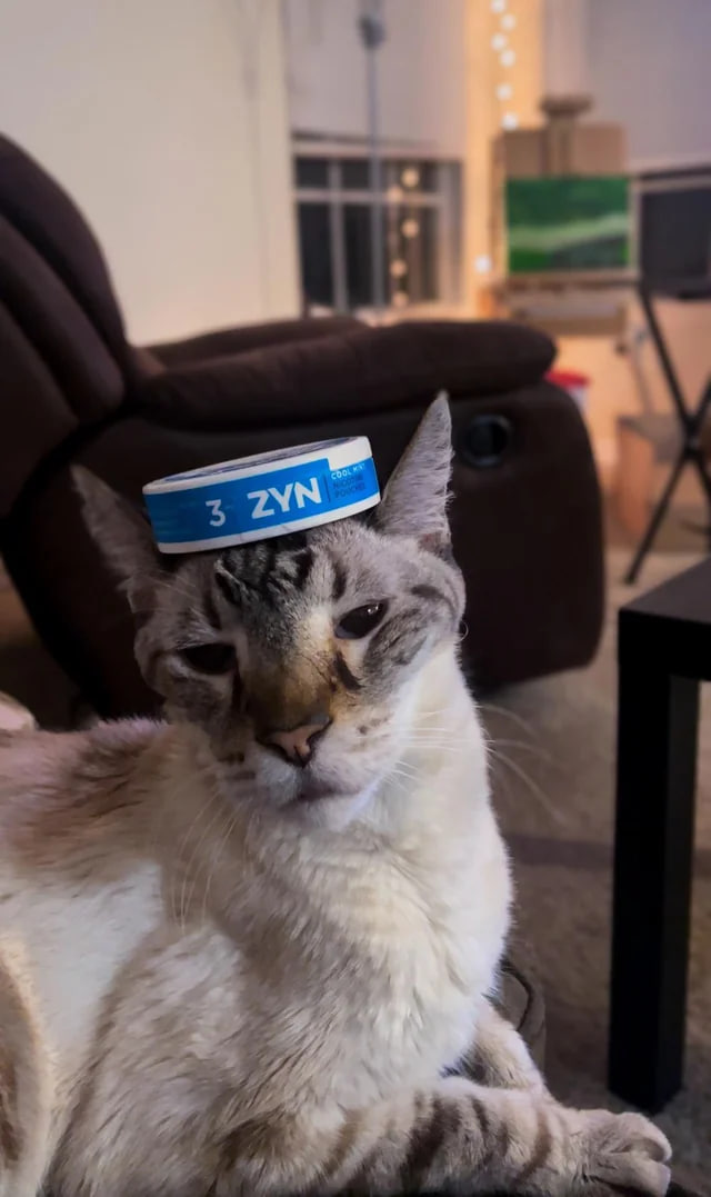 zyncat Coin: Unleash the purr-fect MEME Coin – Dive into zyn cat fun!