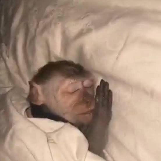 zzz Coin: Solana's Sleeping Monkey MEME Coin for the MEMEisGame Revolution