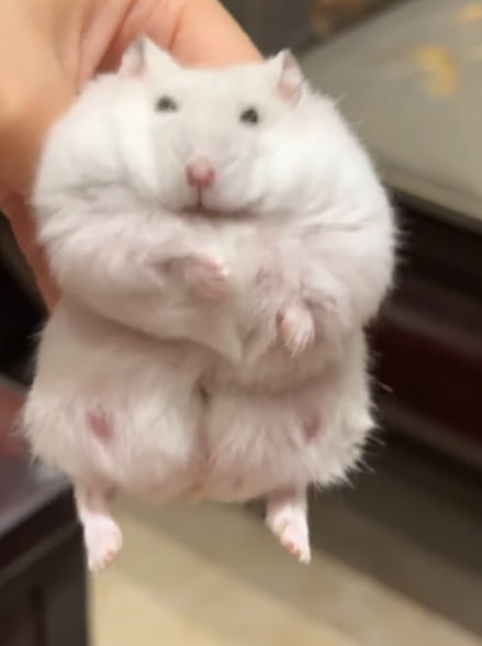 MISHA Coin: fluffy hamster MEME Coin inspired by Misha's cuteness